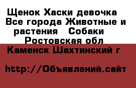 Щенок Хаски девочка - Все города Животные и растения » Собаки   . Ростовская обл.,Каменск-Шахтинский г.